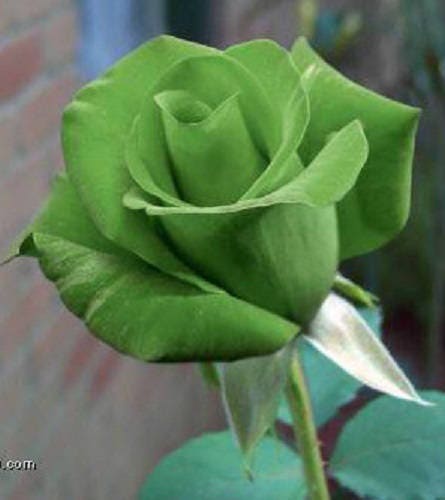 hermosa rosa negra  Black rose seeds, Black rose flower, Rose seeds
