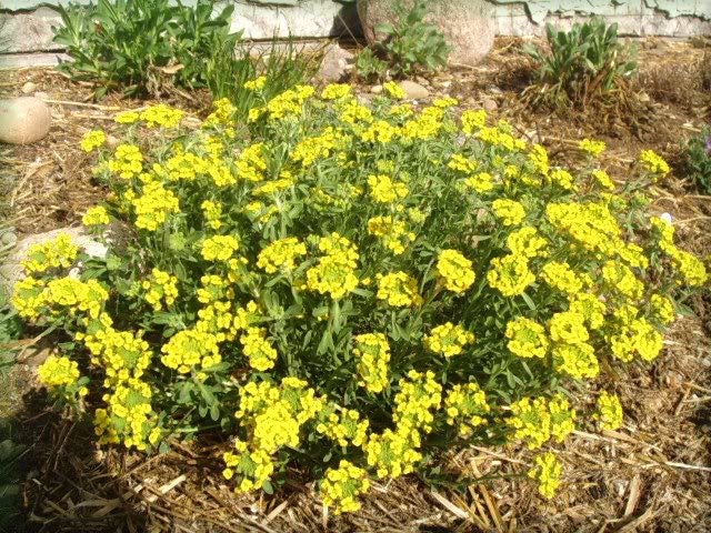 1000 GOLDEN TUFT ALYSSUM Basket of Gold - Yellow Alyssum Saxatile Flower Seeds