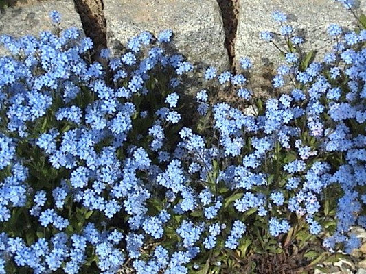 100 Mixed FORGET ME NOT Pink Blue White Mix Myosotis Alpestris Flower –  Seedville USA