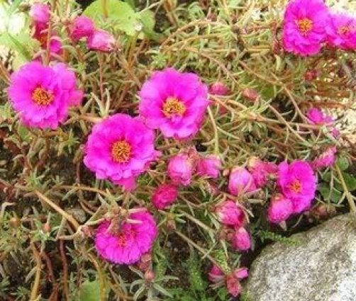100 Mixed Colors PORTULACA MOSS ROSE Flower Seeds 