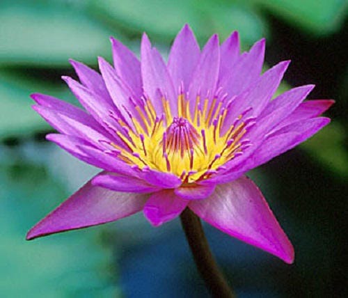 Nymphaea Caerulea Blue Egyptian Lotus Sacred Water Lily Blue Lotus 10 Seeds  Pack, Shipped From Los Angeles 