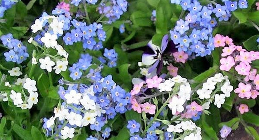 Outsidepride Myosotis Sylvatica Seeds - 5000 Seeds