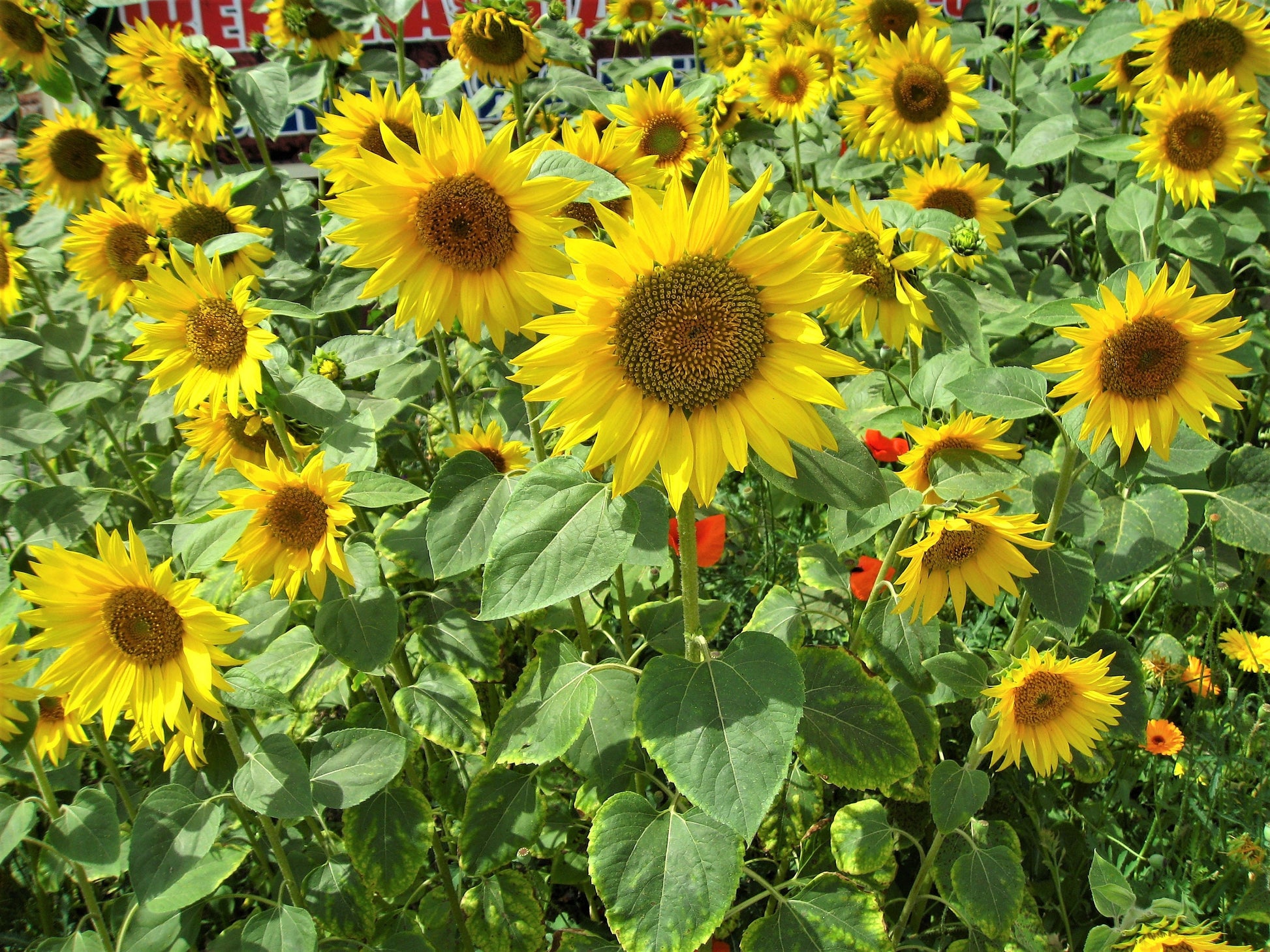 100 PEREDOVIK SUNFLOWER Helianthus Annuus aka Black Peredovik Good Oil –  Seedville USA