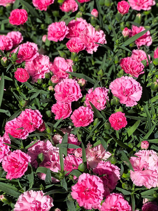 Carnation Seeds Flower Garden - Cancan Scarlet - 10 Seed Packet - Annual - Buy Dianthus Caryophyllus Gardening Seeds Online