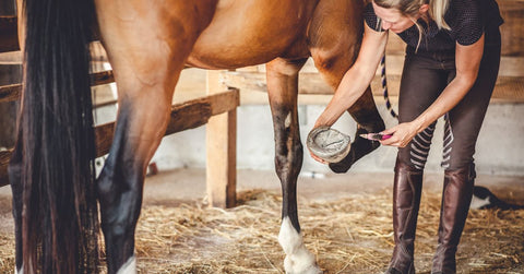 Taking Care of the Horse Hoof