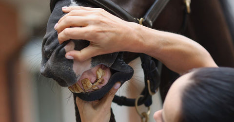 Veterinarian Diagnoses Horse Teeth and Jaw Closeup