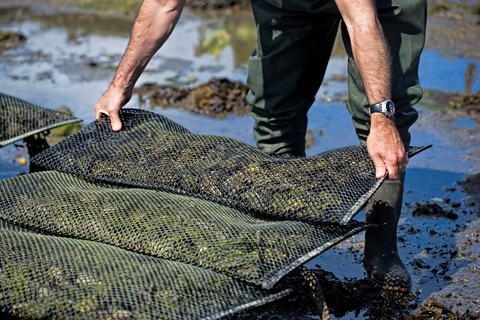 an oyster farmer outdoors farming oysters