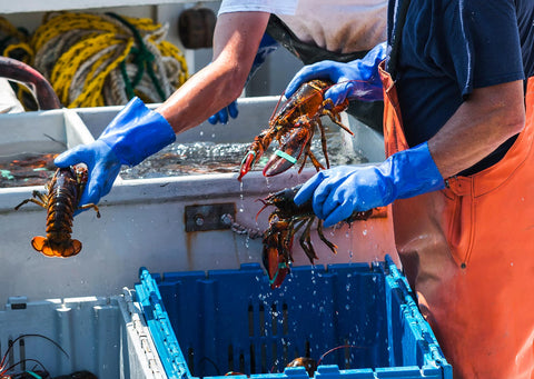 a lobsterman sorting fresh lobsters on a fishing boat