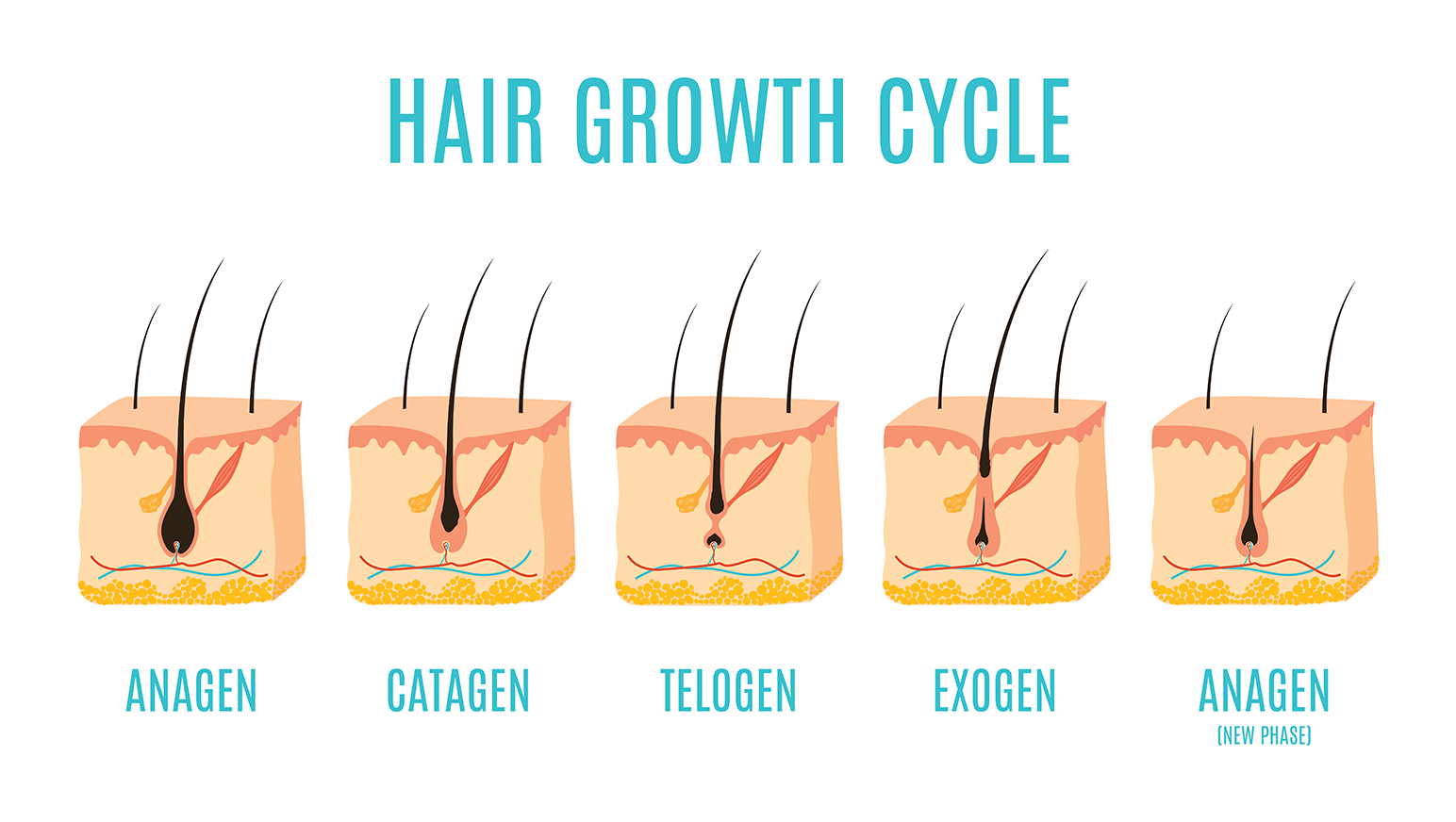 Does Shaving Make Hair Thicker or Grow Back Faster?