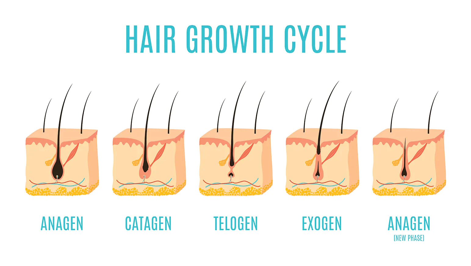 How Can I Speed Up Hair Growth  Follow These 7 Tips