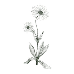 Arnica fleurs dessinés