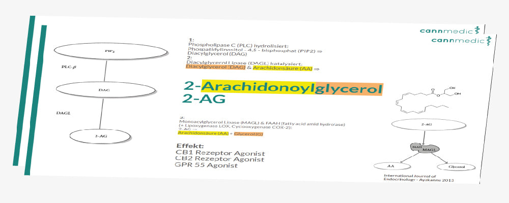 Endocannabinoide