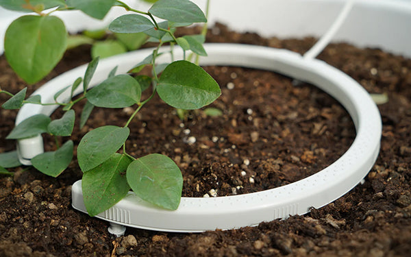 NetBow being used with blueberrie plants