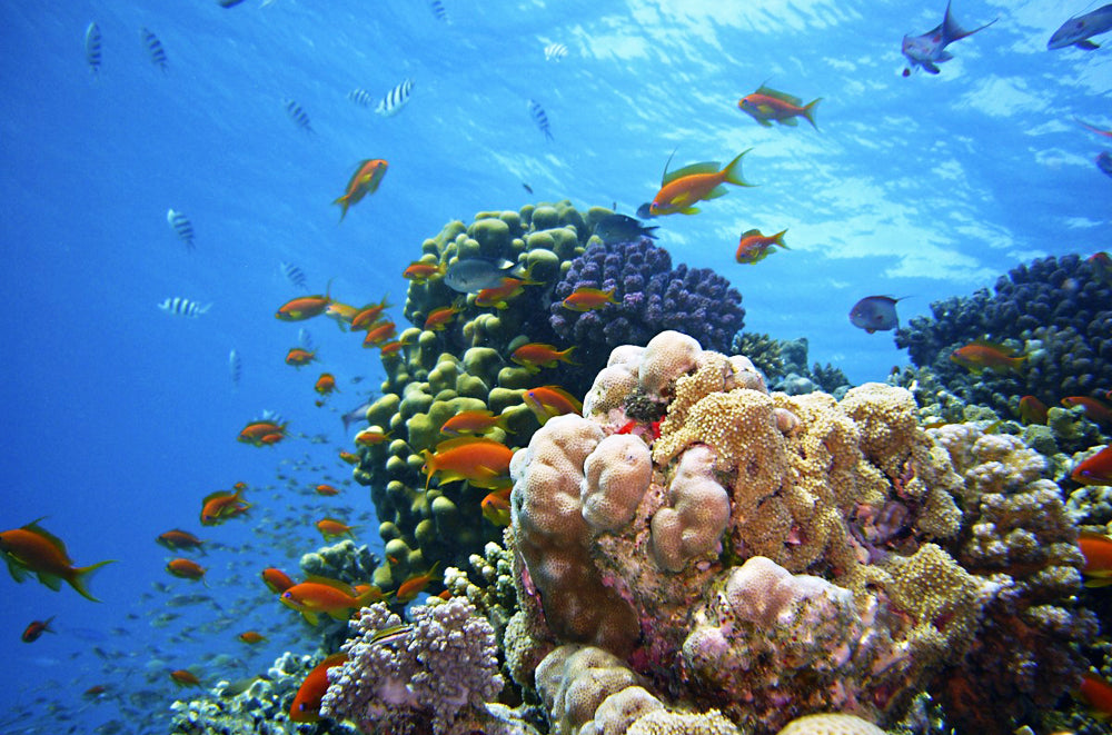 Coral reefs are essential to the survival of not only marine life, but the coastal residents who depend on them for their livelihoods.