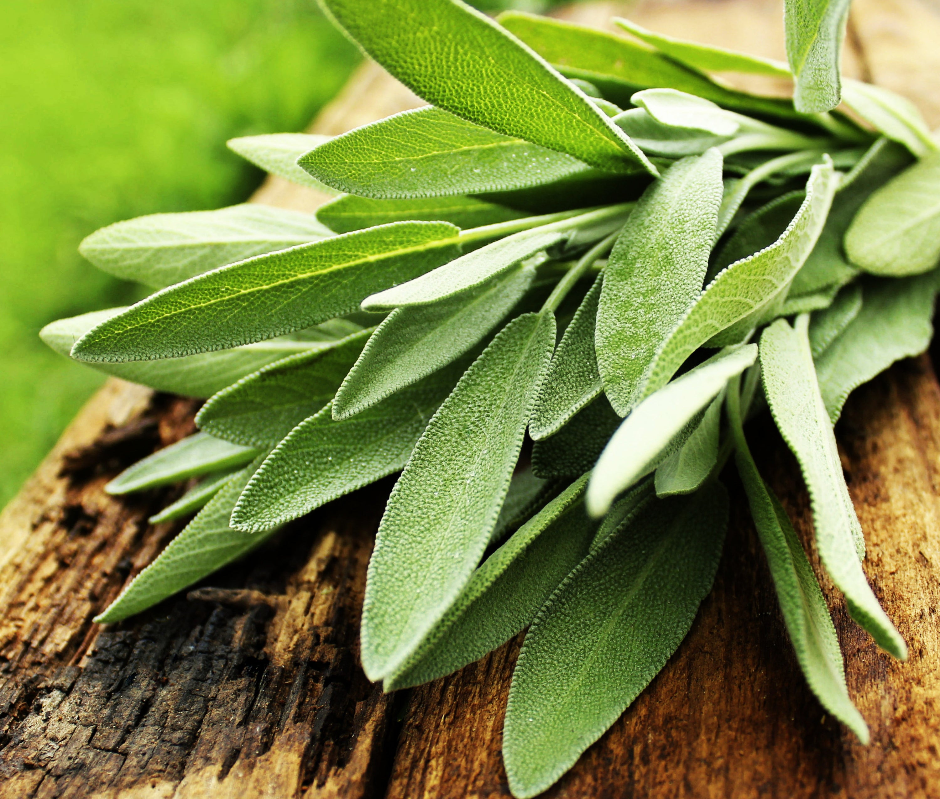 What Is Sage Good For? Power of Nature