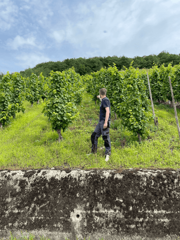 Grüne Weinberge auf einer Trockenmauer