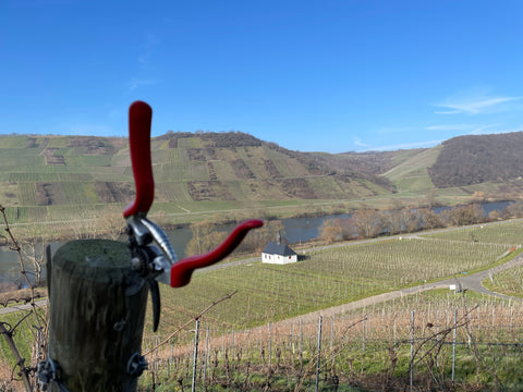 Rebschere mit Blick auf die Mosel im Neumagener Rosengärtchen