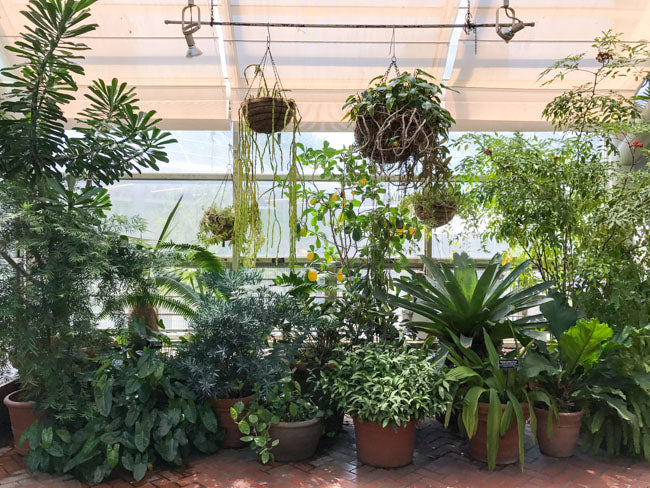 Brooklyn Botanic Garden Greenhouse