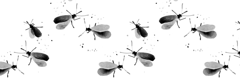 small black flying bugs in houseplants