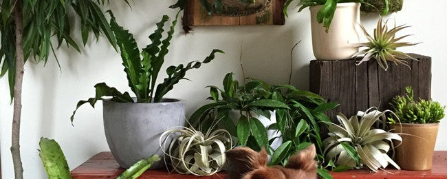 pet safe house plants