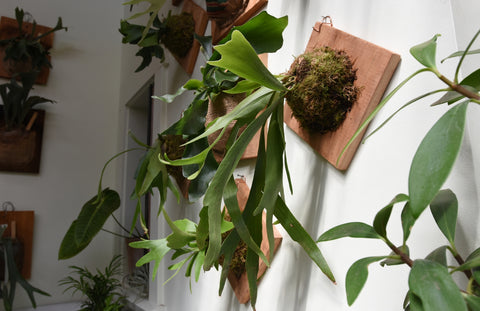 Staghorn Fern Mounts | Pistils Nursery