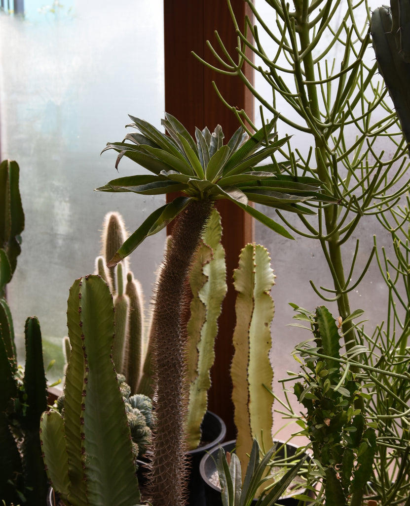 Pachypodium, Euphorbia, and Cacti Pistils Nursery