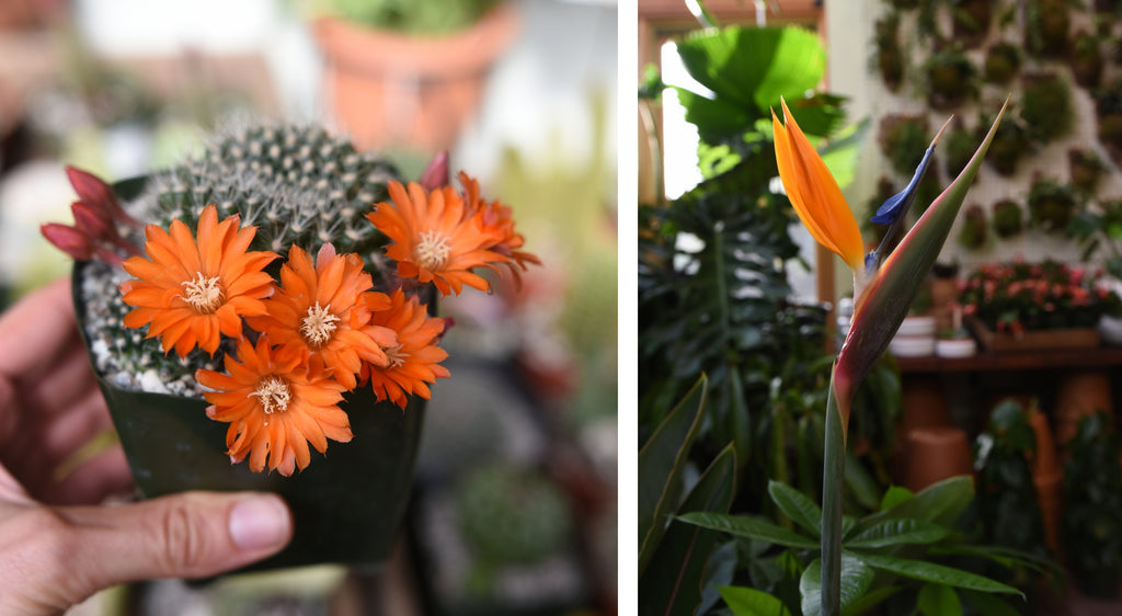 Rebutia and Strelitzia flowering Pistils Nursery