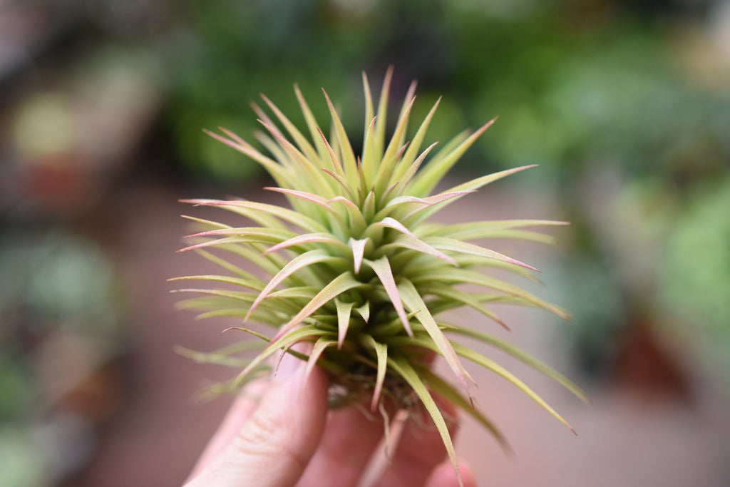 Tillandsia ionantha Pistils Nursery