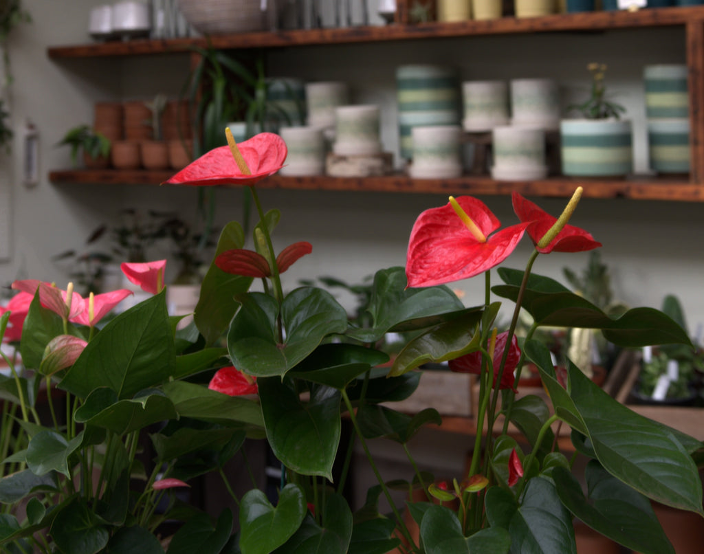 Anthurium Flamingo Flowers Pistils Nursery