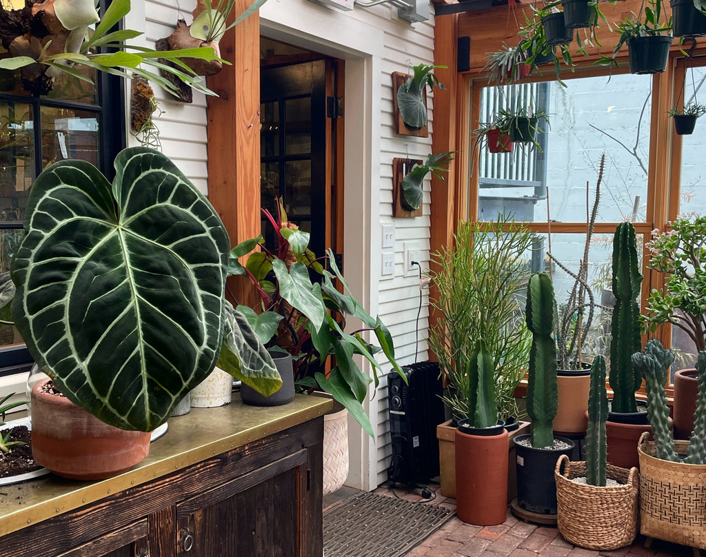 Anthurium magnificum Cacti and Euphorbia Pistils Nursery