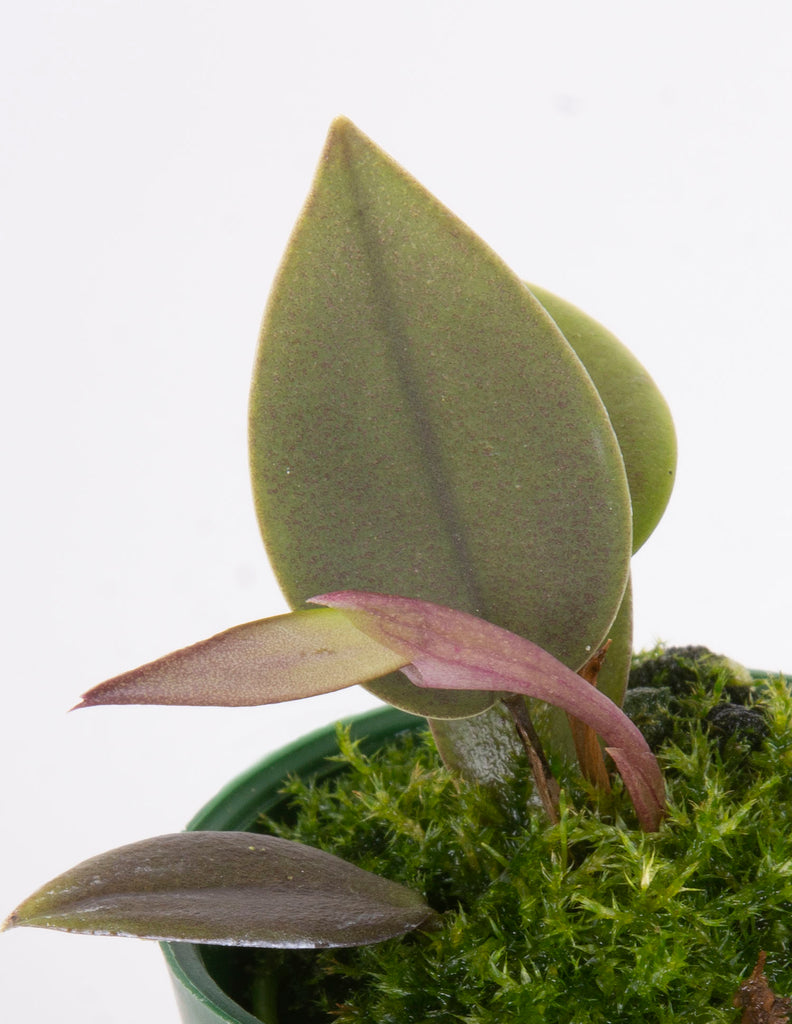 Acianthera prolifera