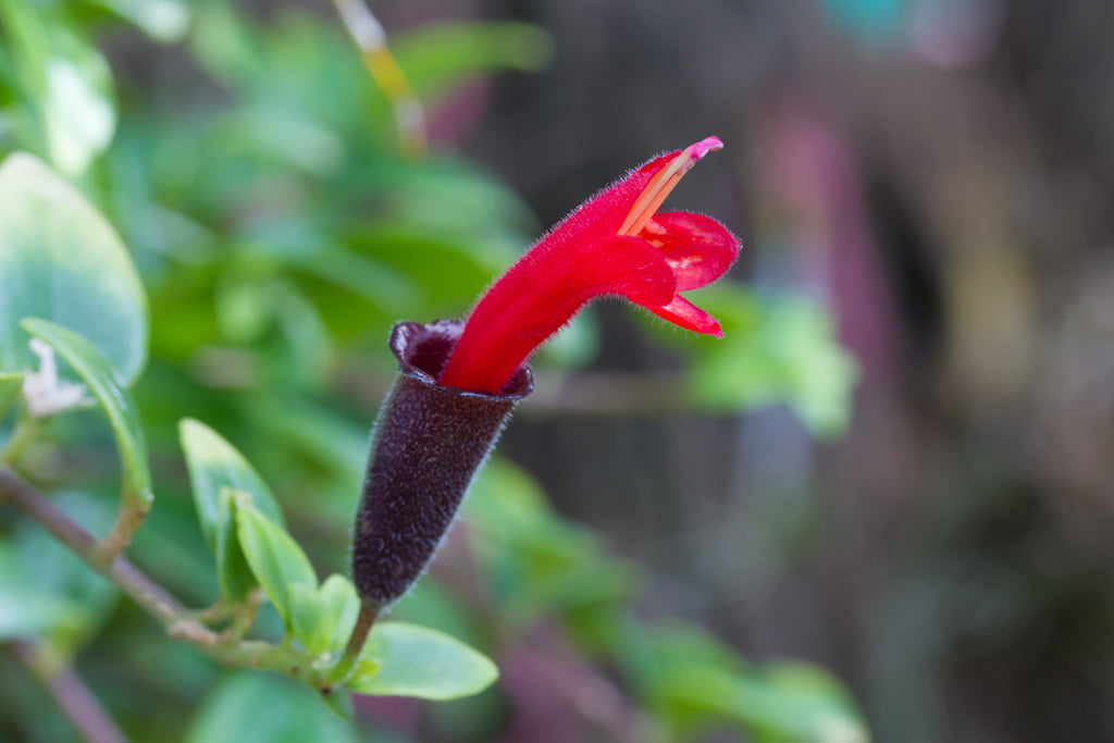 Aeschynanthus Lipstick Plant Flower Bloom