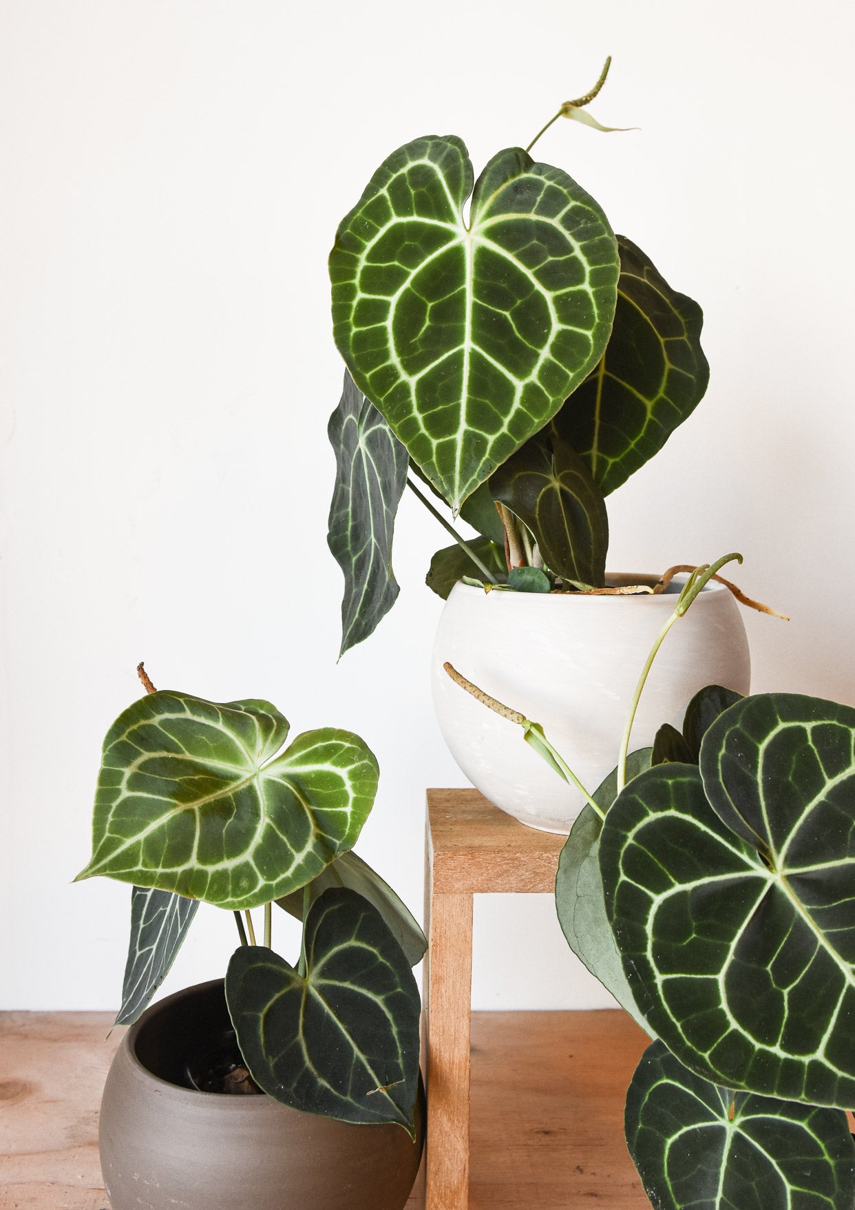 All About Araceae: A Guide to Growing and Caring for Indoor Aroids - Pistils Nursery