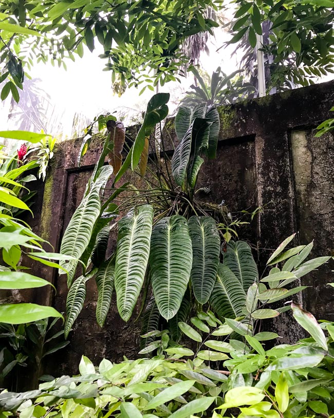 anthurium ace of spades care