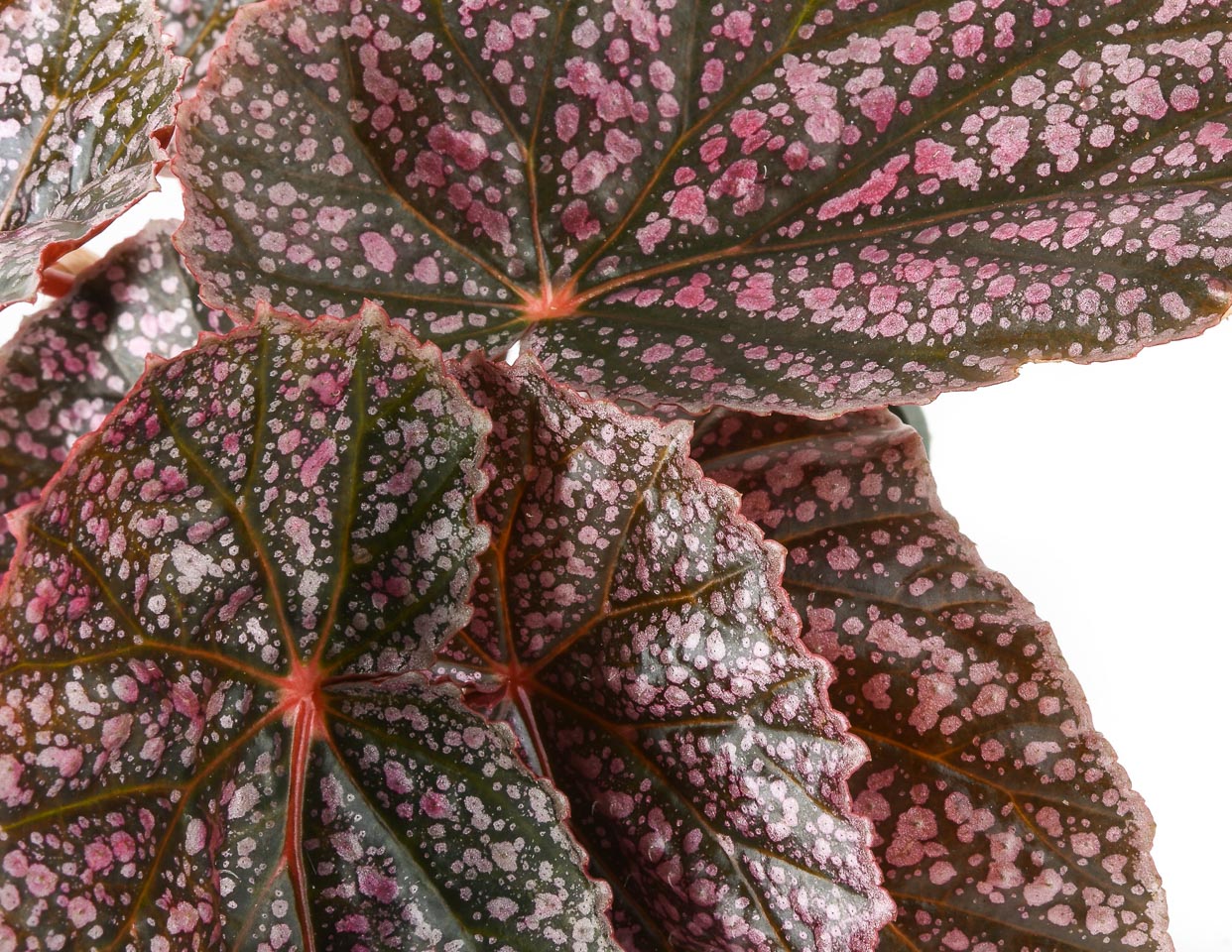 Begonia Care Guide - Pink Mink - Pistils nursery