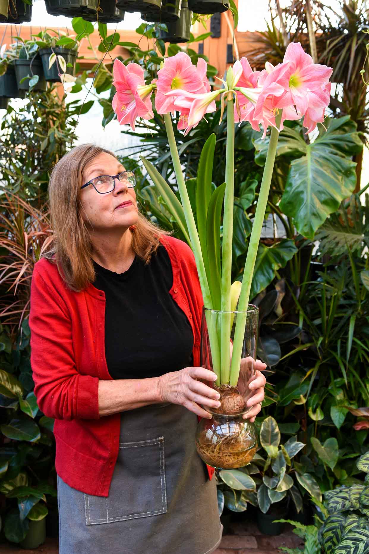 Forcing Bulbs - Amaryllis and Paperwhites - Pistils Nursery