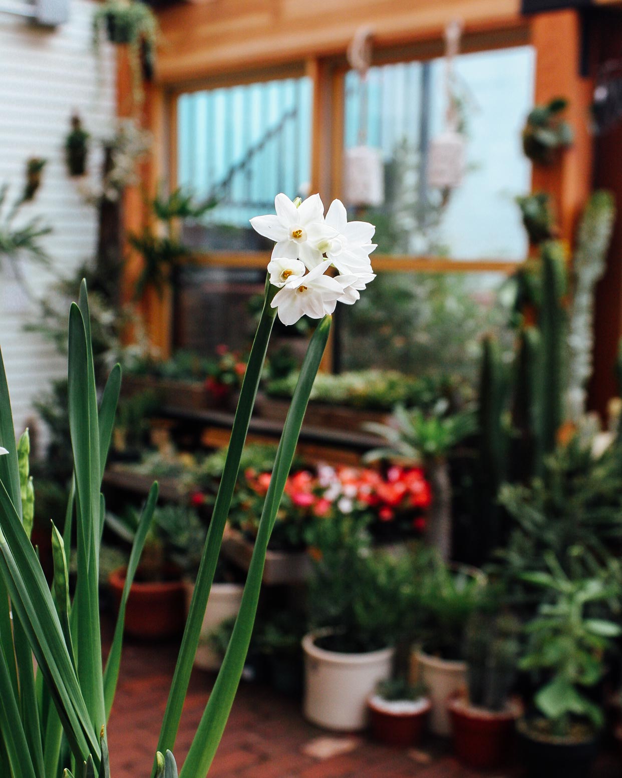 Forcing Bulbs - Amaryllis and Paperwhites - Pistils Nursery