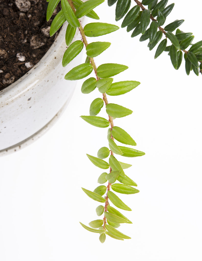 Agapetes serpense foliage leaves vine