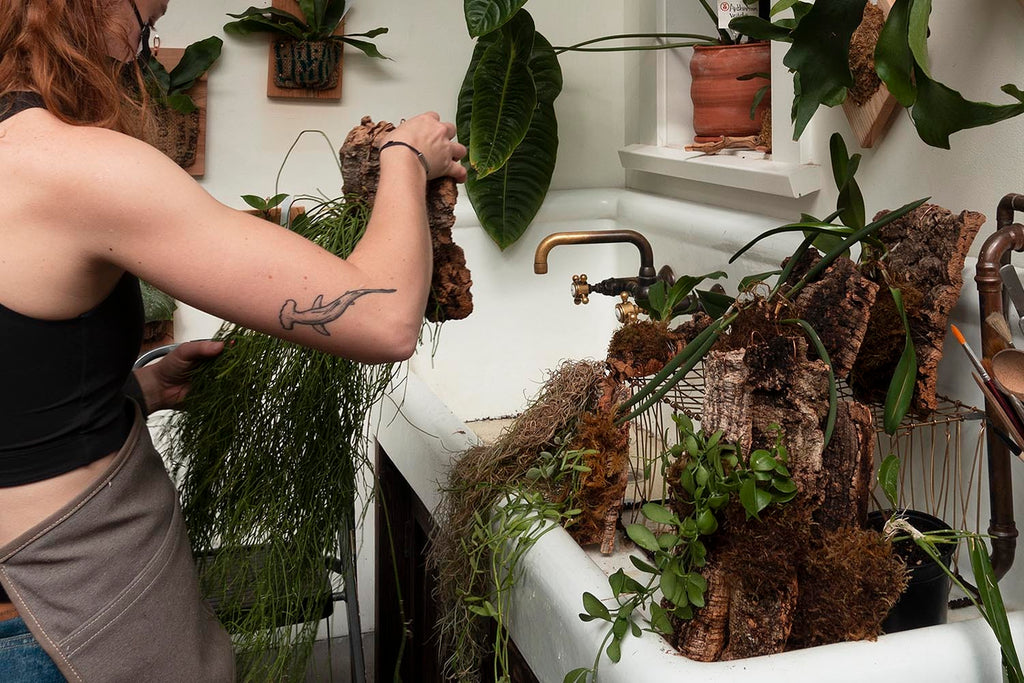 Epiphyte Houseplants Cork Mounts Watering in the Sink