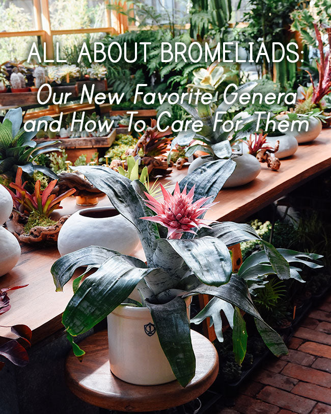 are bromeliad poisonous to dogs