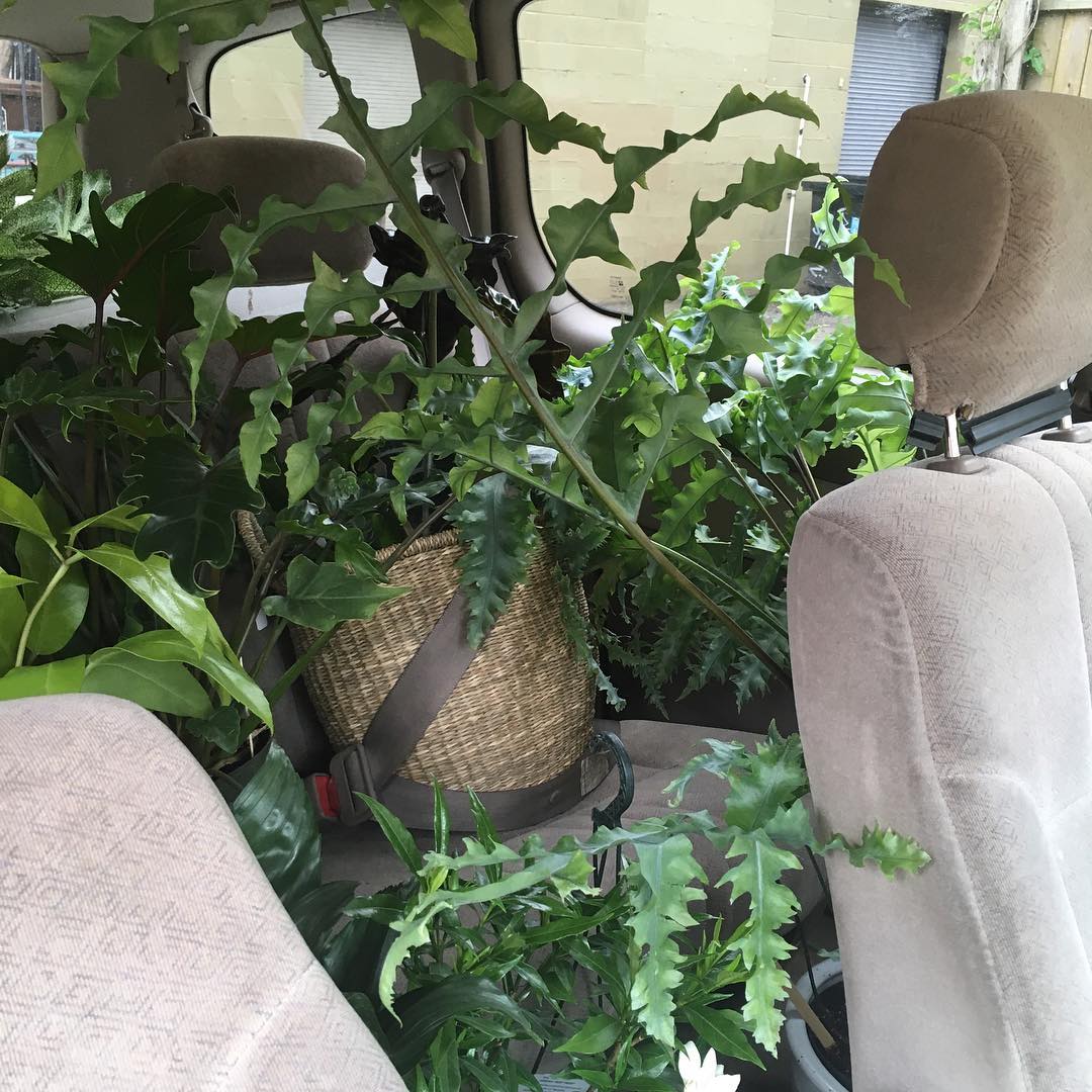 how to travel on plane with plants