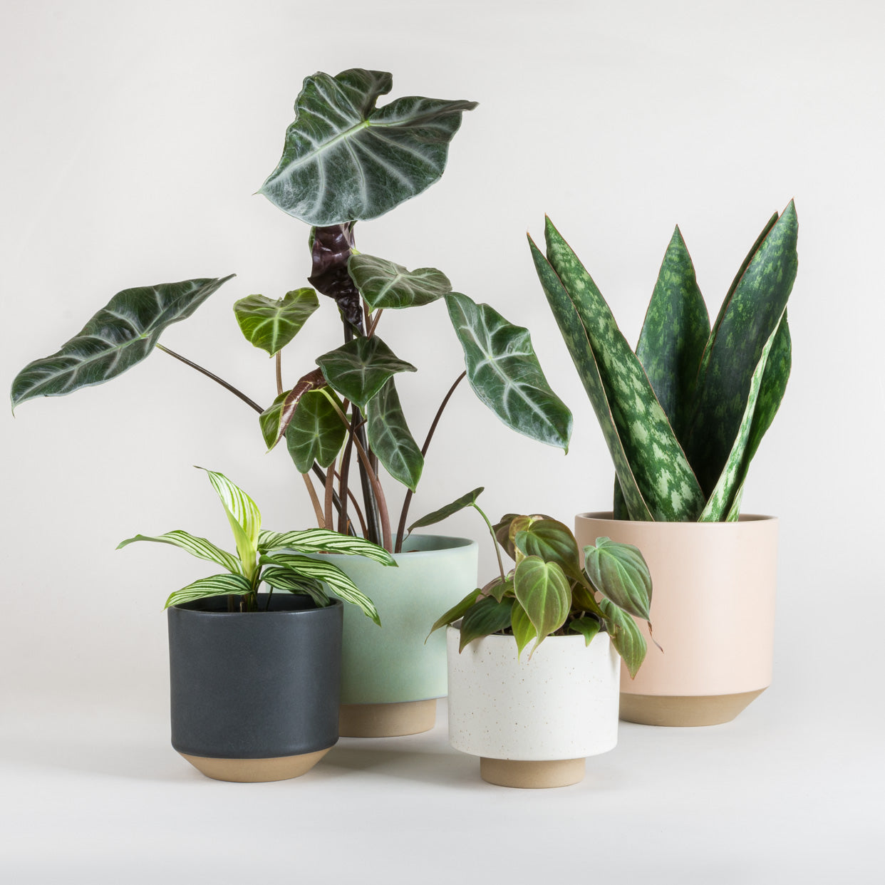 The Best Houseplant Gifts - A Houseplant Holiday Gift Guide - Pistils Nursery