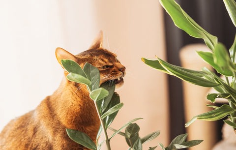 Housecat with Houseplant | Pistils Nursery