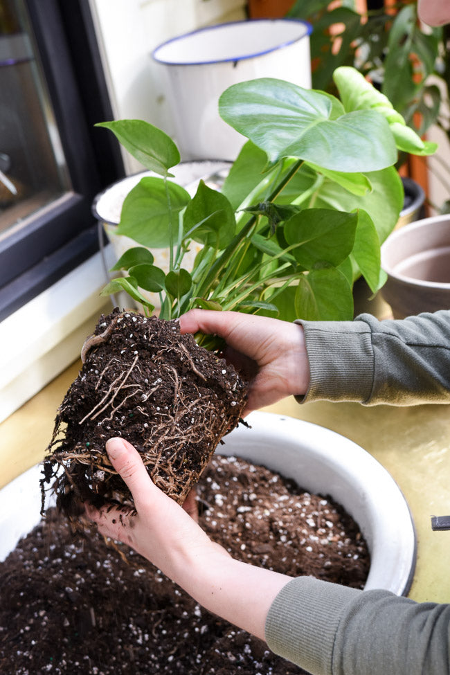 Gently teasing the old soil from the root ball when repotting improves air circulation and helps the plant grow into its new container.
