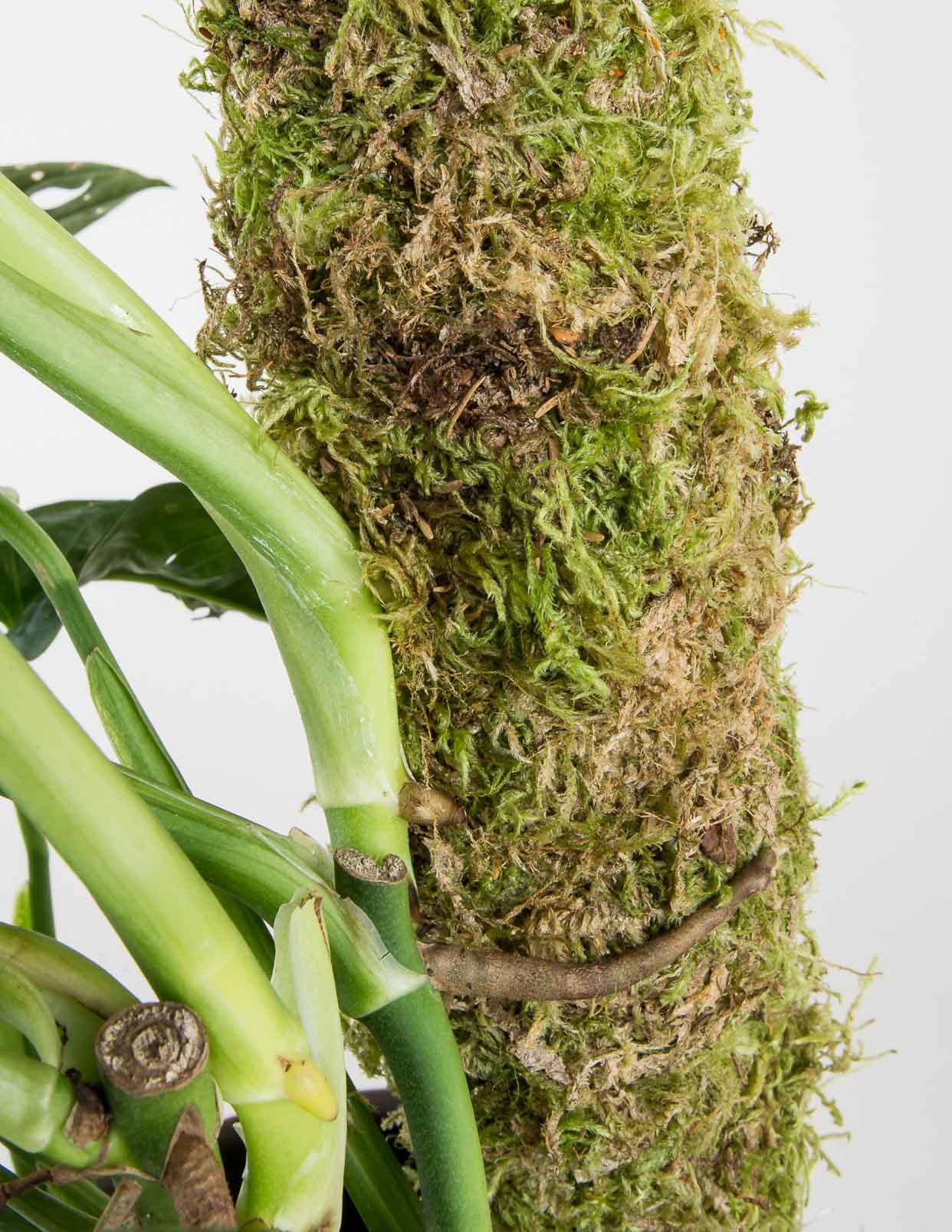How to Use a Moss Pole - Pistils Nursery