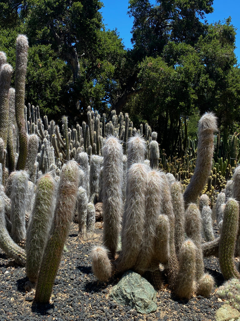 Cactus Garden Lotusland