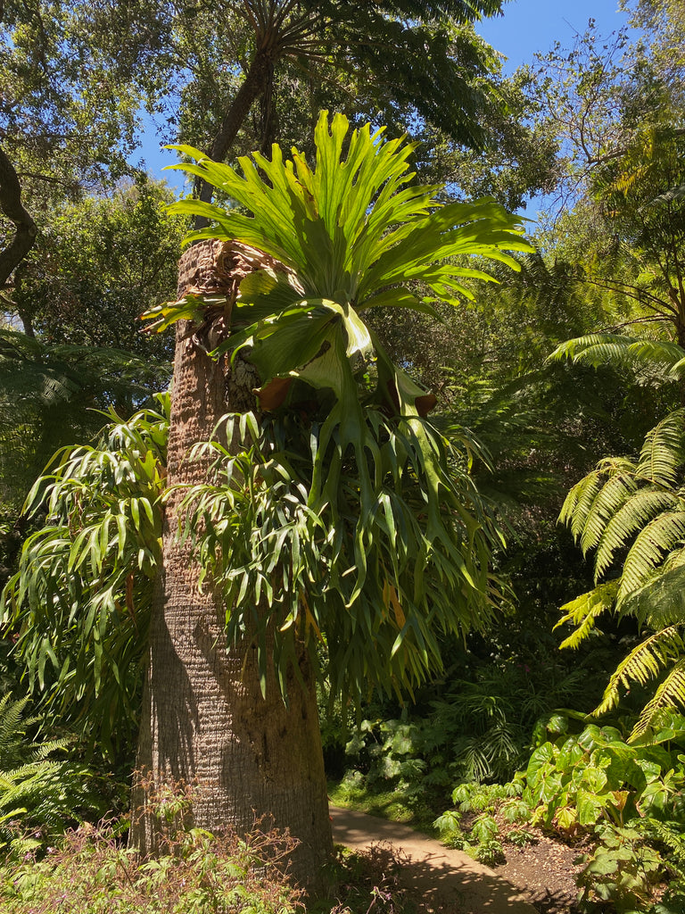 Fern Garden Platycerium Staghorn Lotusland