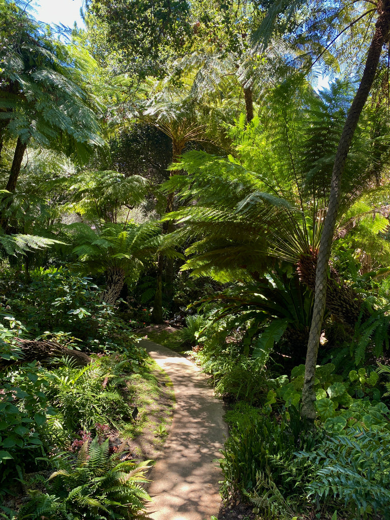 Fern Garden Lotusland