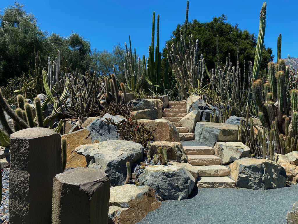 Lotusland Cactus Garden