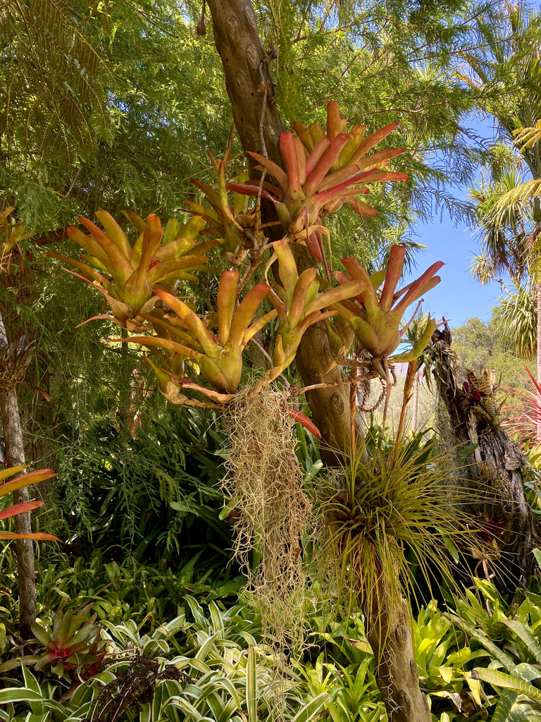 Lotusland Bromeliad Garden